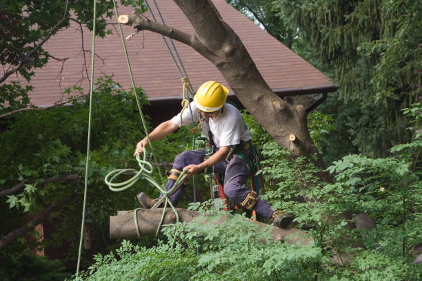 How Our Tree Care Process Works  in  Owings Mills, MD